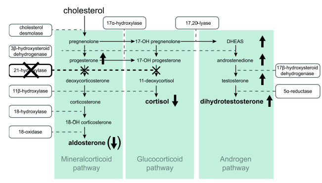 Pathway in an Individual with CAH