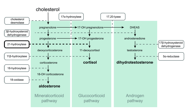 Pathway in a Healthy Individual